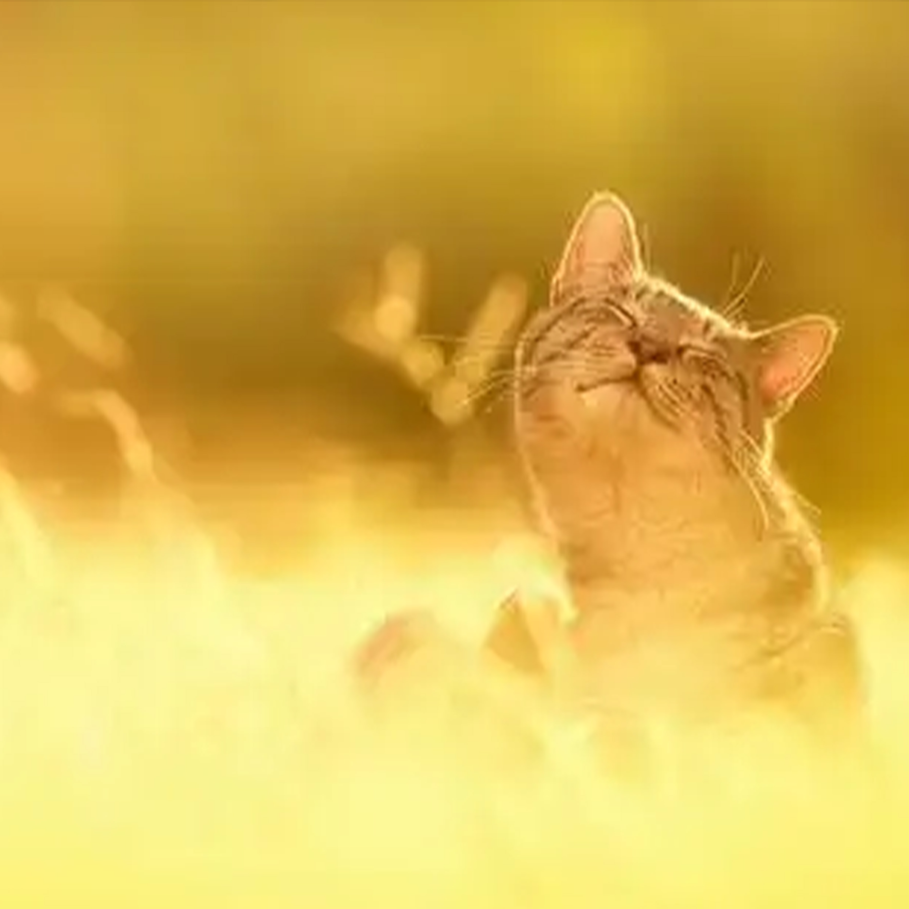 She Saved Me钢琴谱