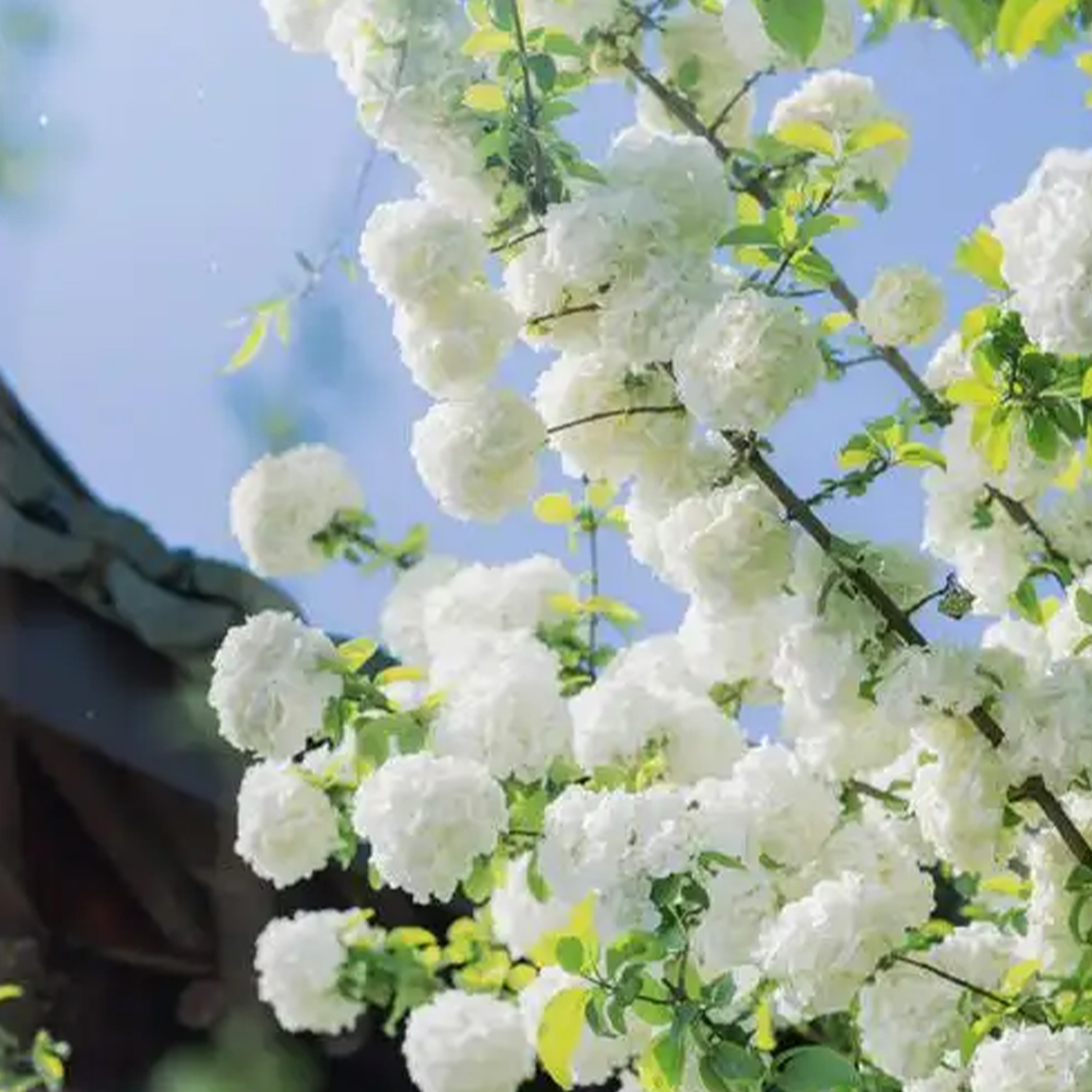 达依女士钢琴谱