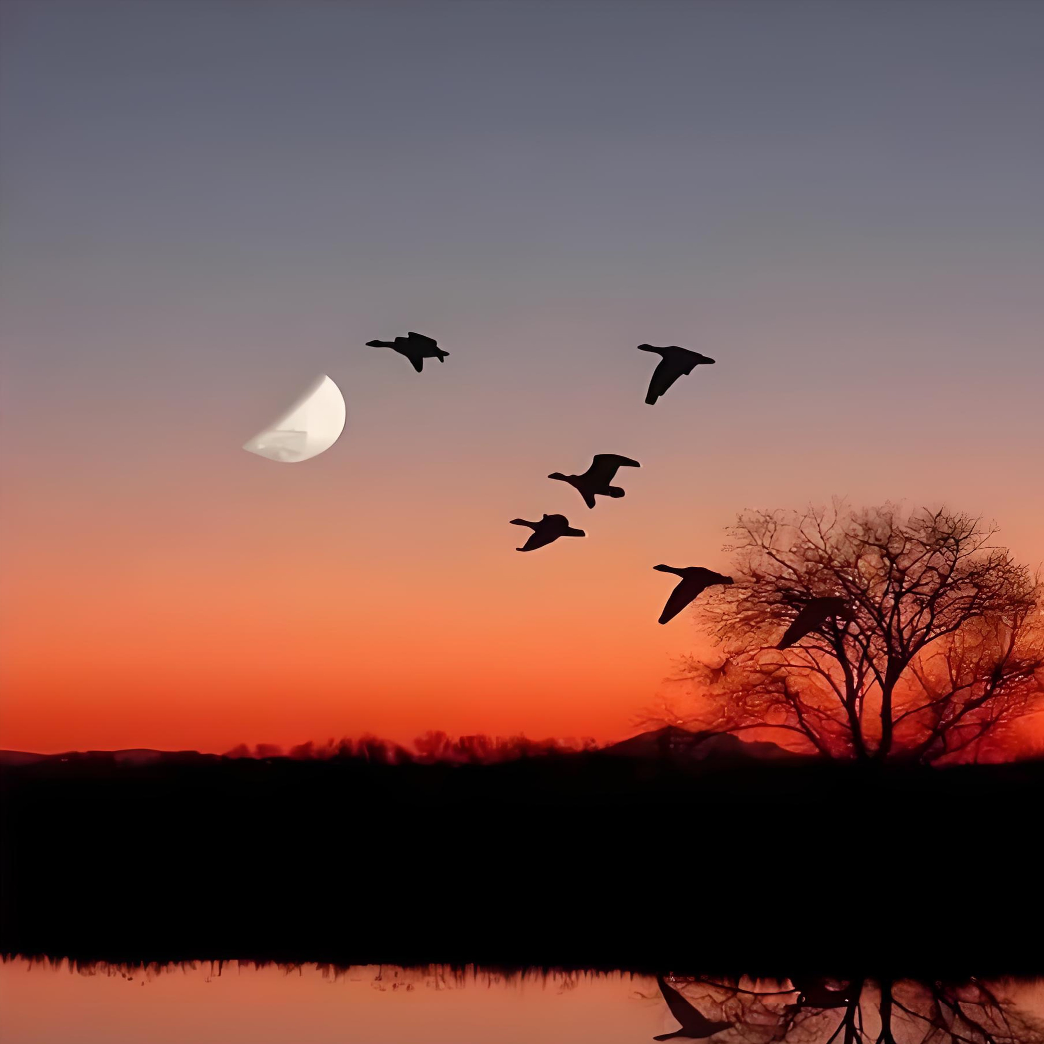 来自家乡的信钢琴谱