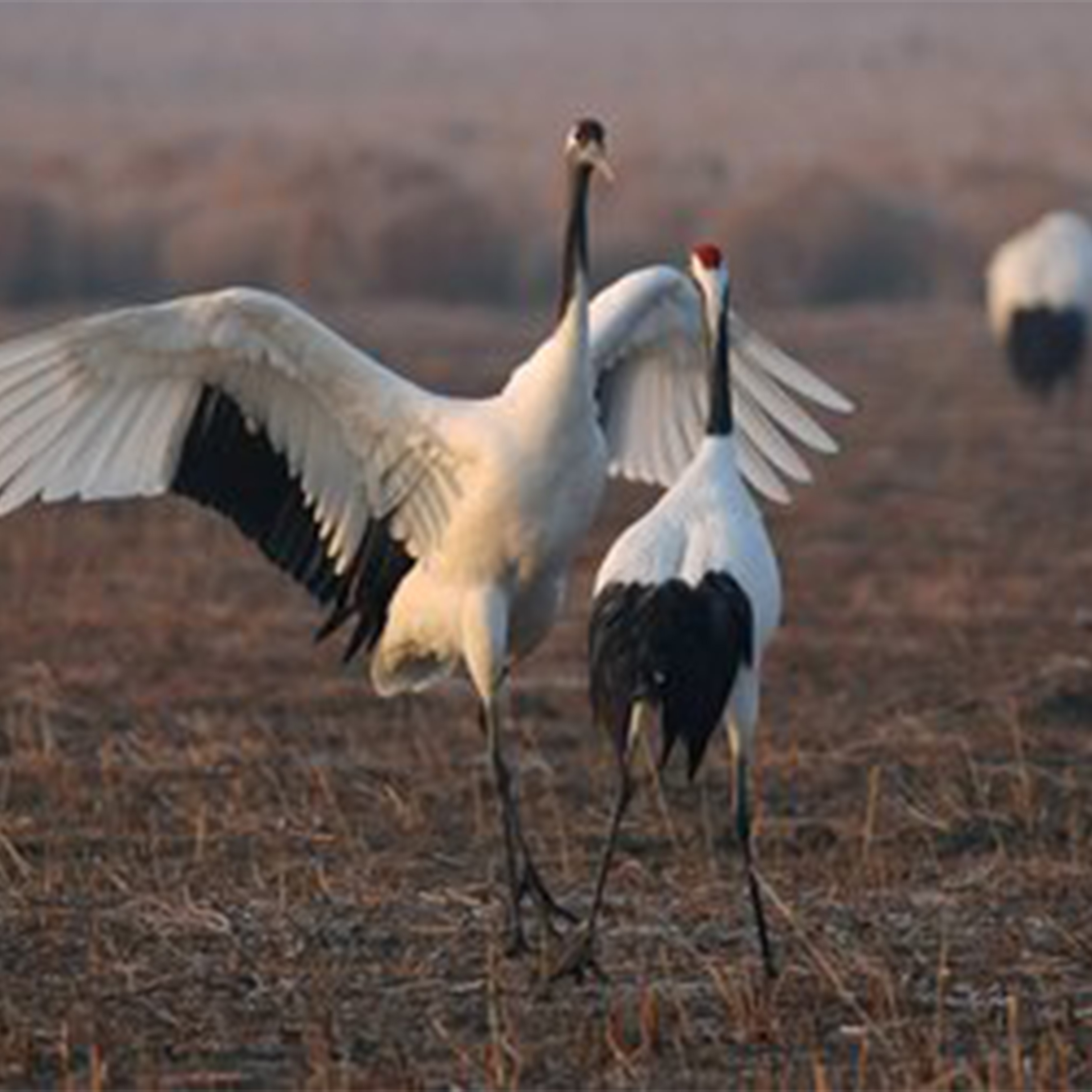 风吹丹顶鹤钢琴谱