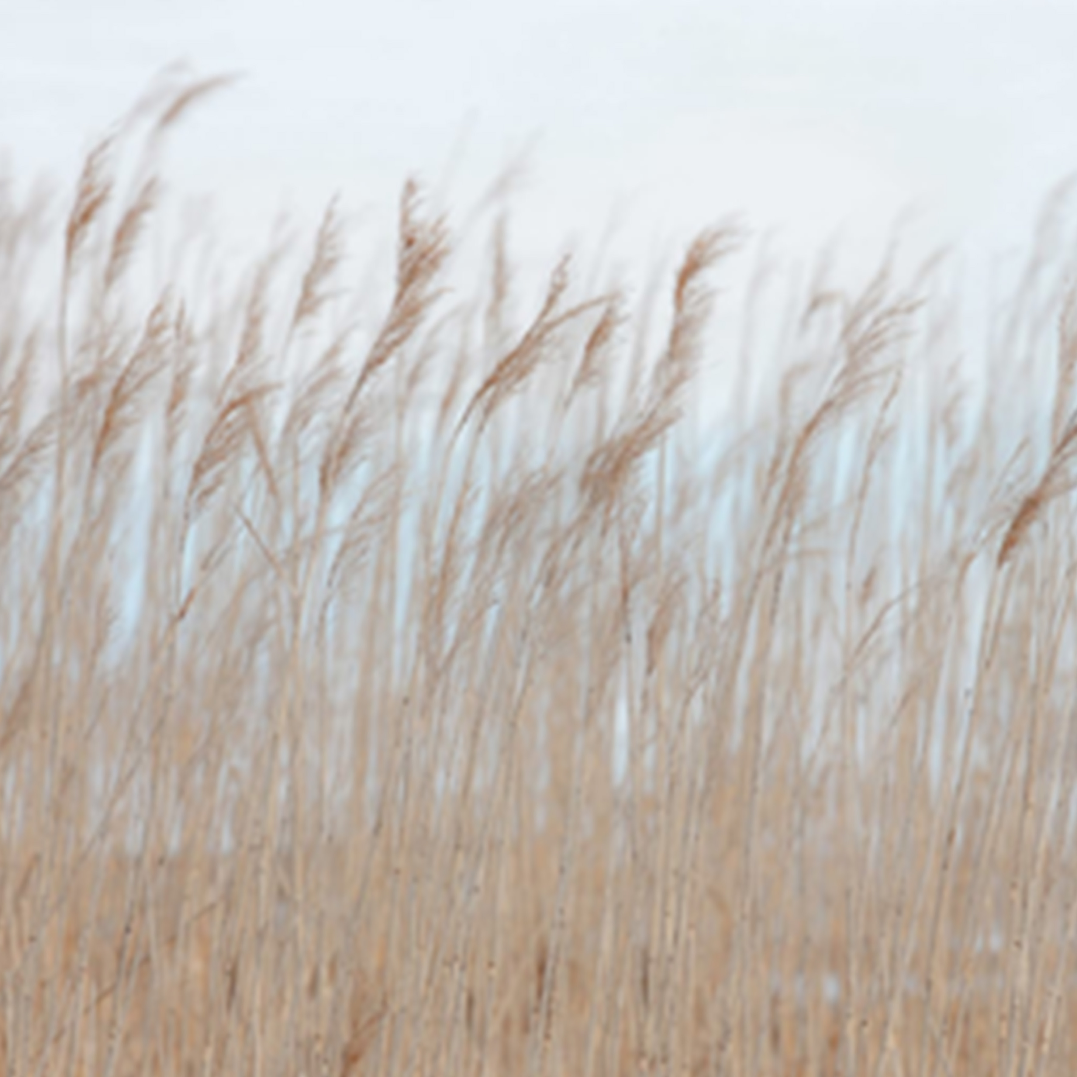 芦苇与鹤钢琴谱