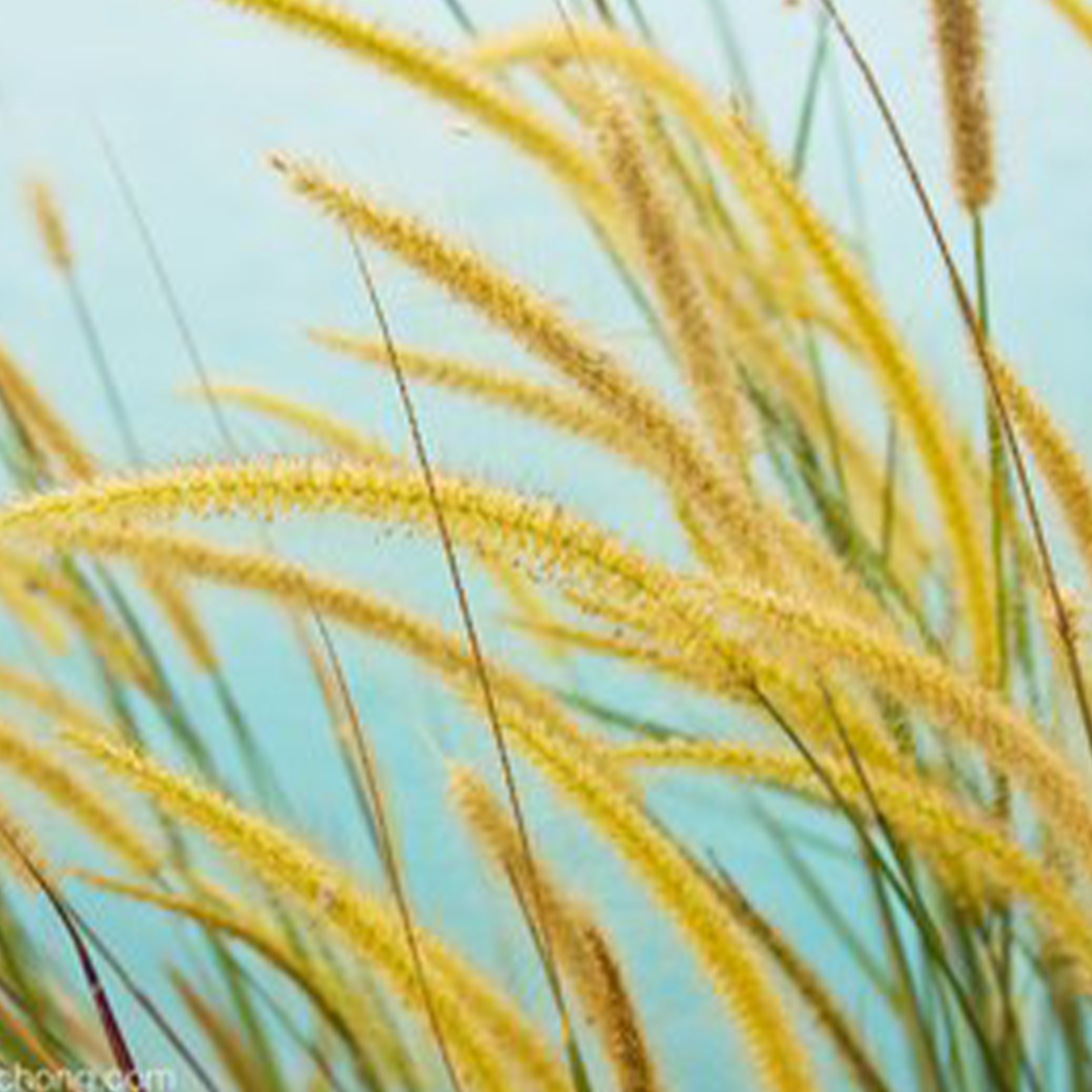 芦苇与鹤钢琴谱