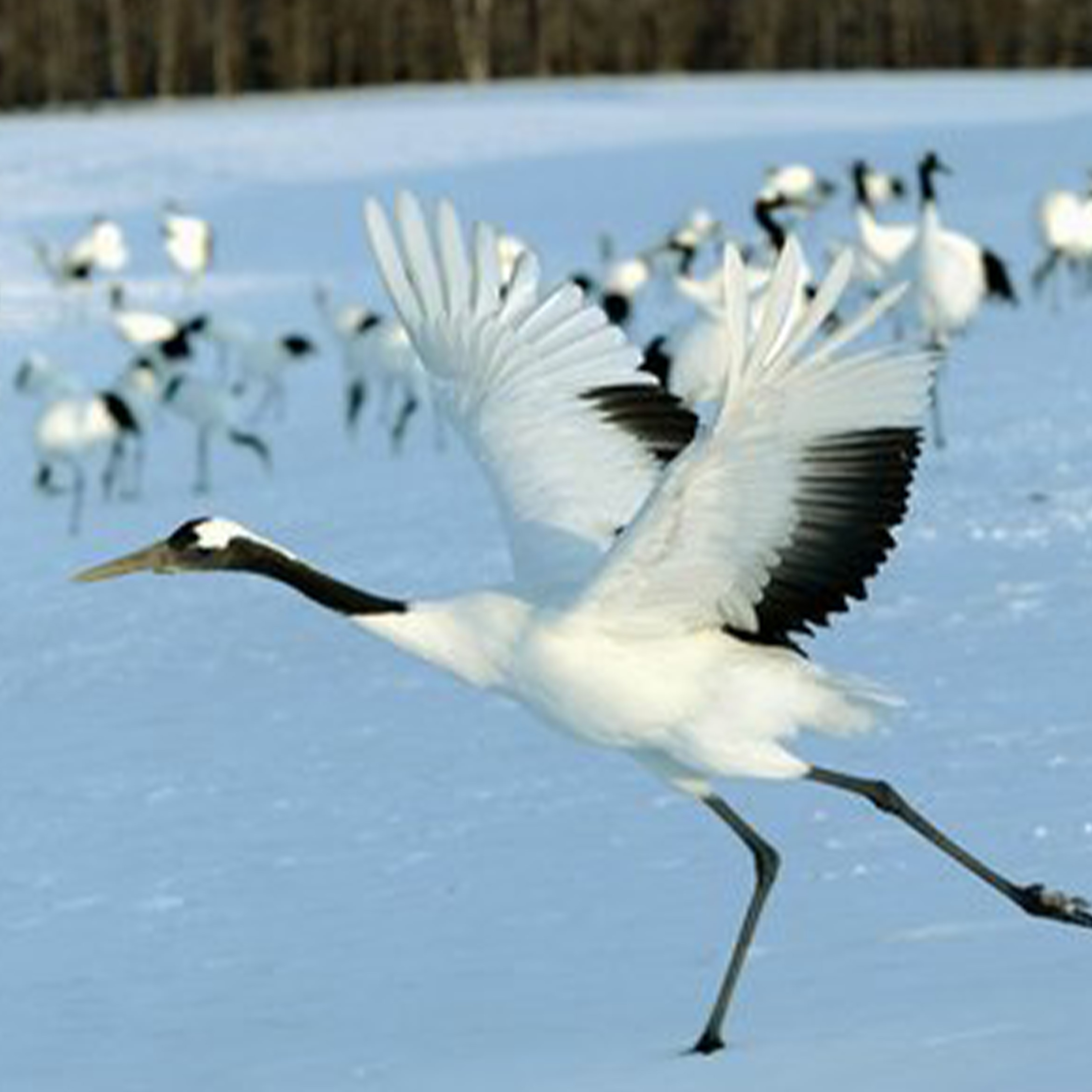 芦苇与鹤钢琴谱
