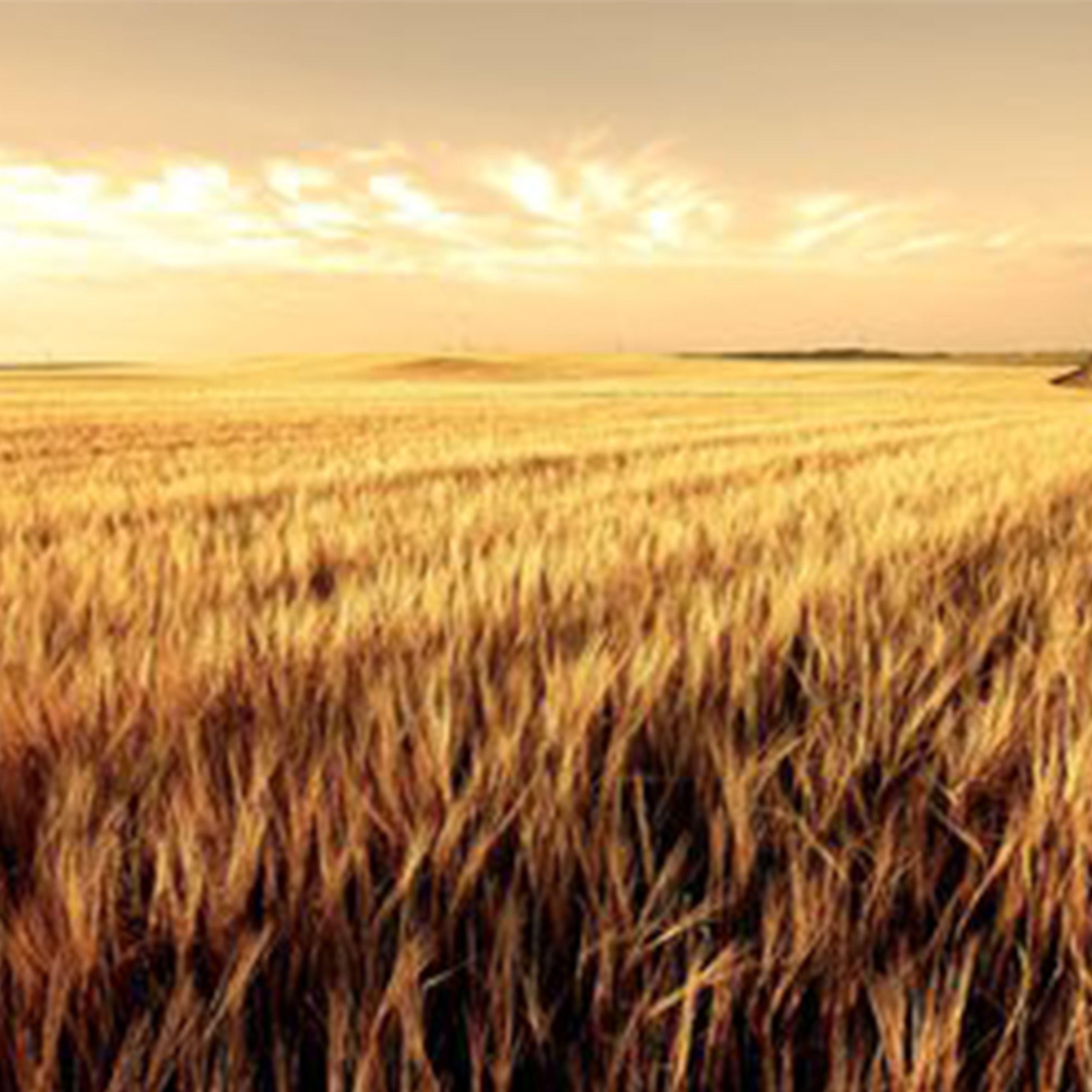 麦田上的乌鸦钢琴谱