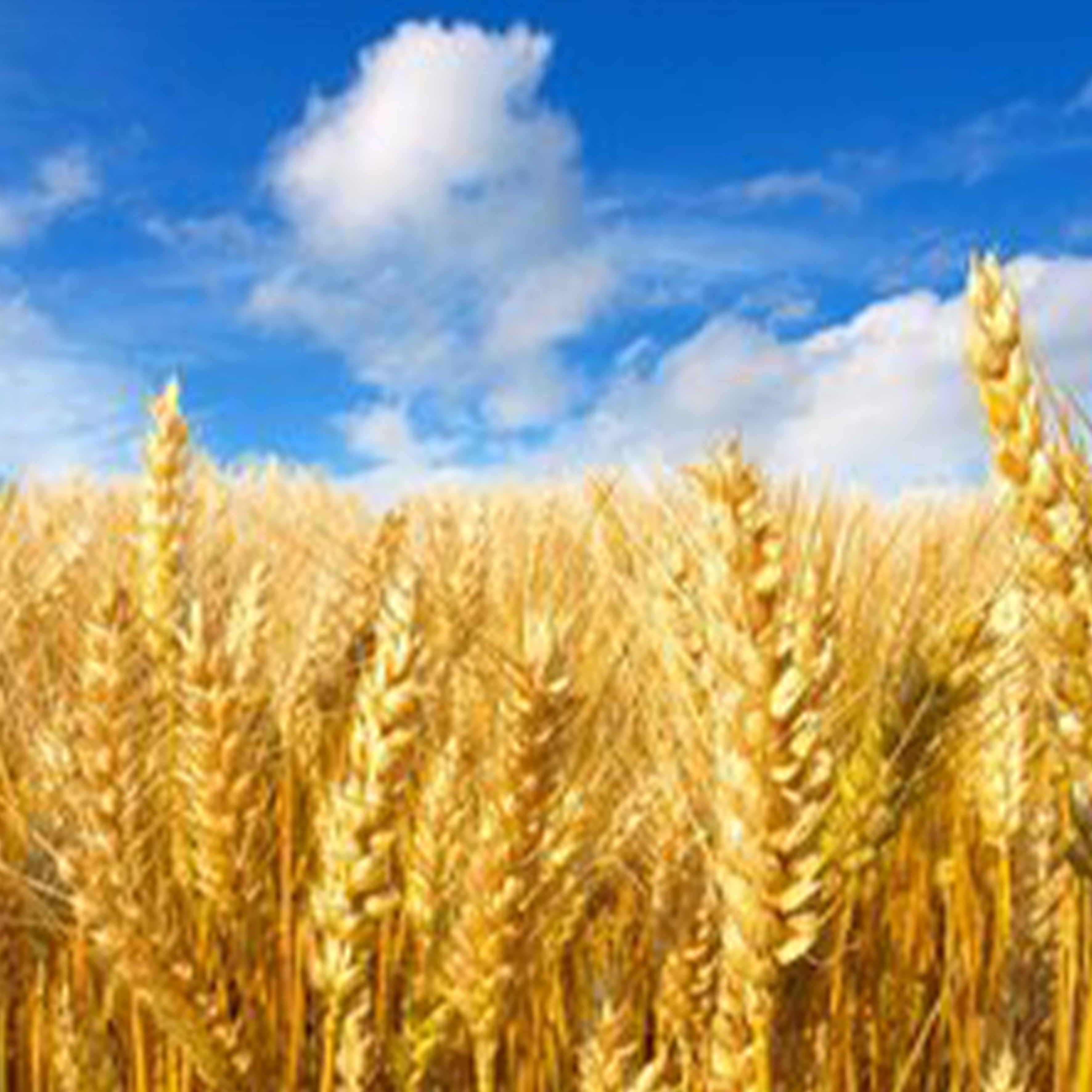 麦田上的乌鸦钢琴谱