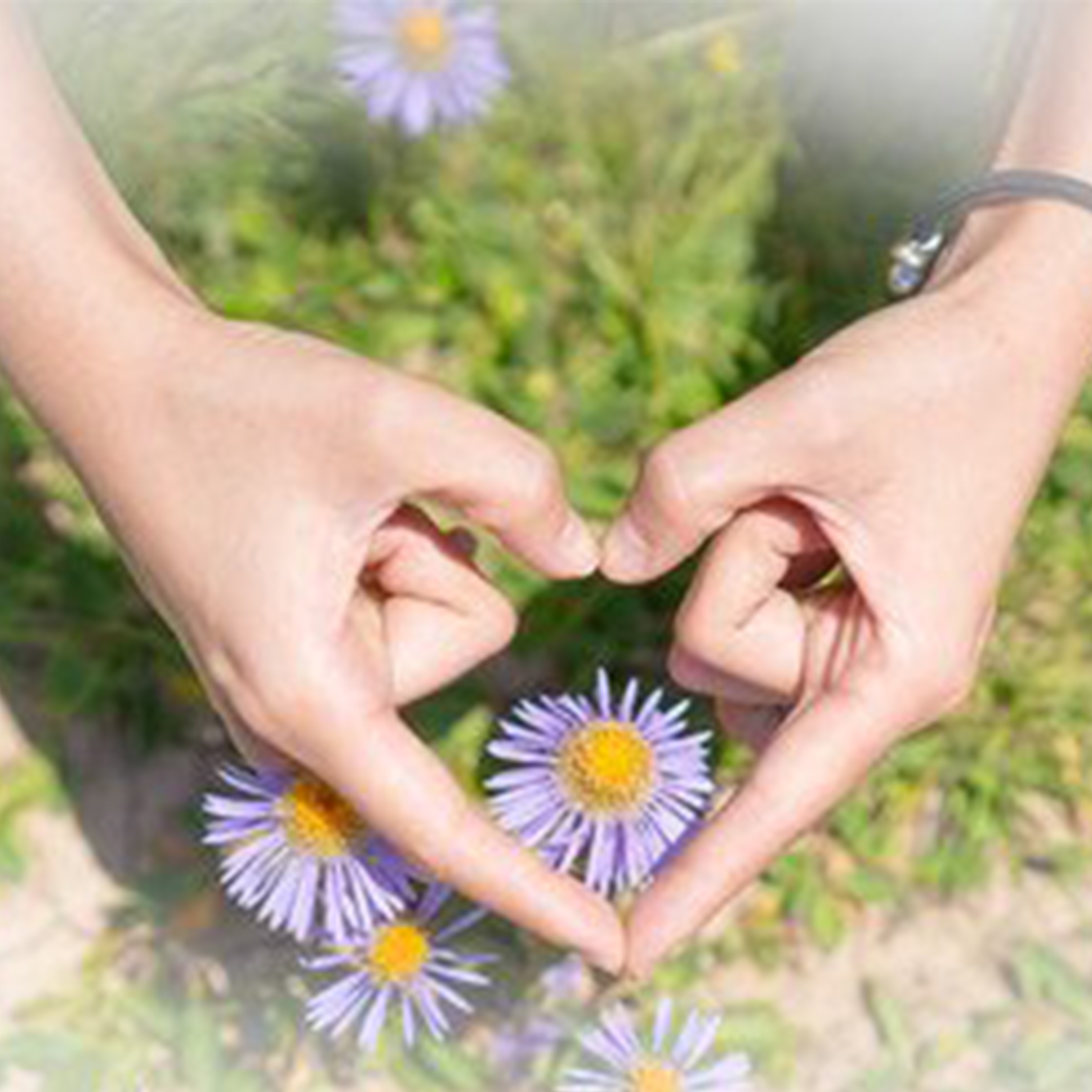 她来看此花时钢琴谱