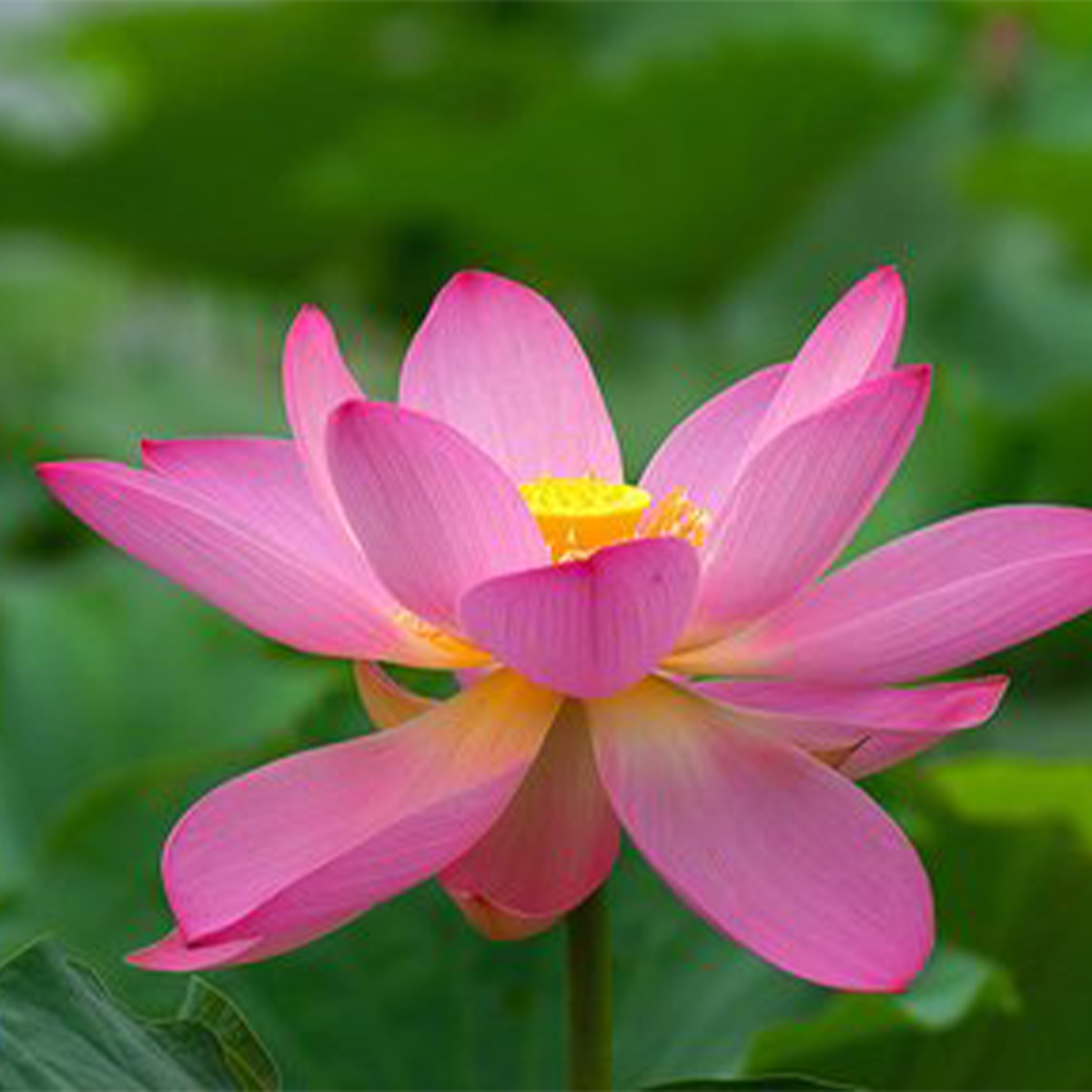 Morose Dreamer钢琴谱