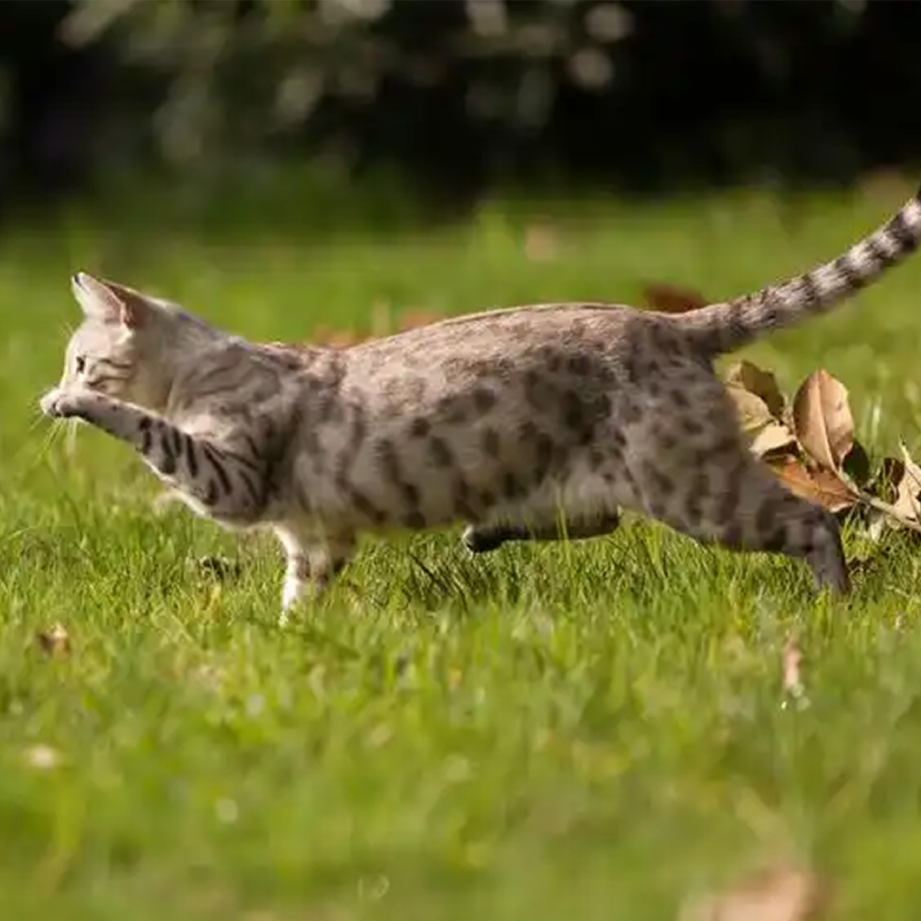 欢快的跑动钢琴谱