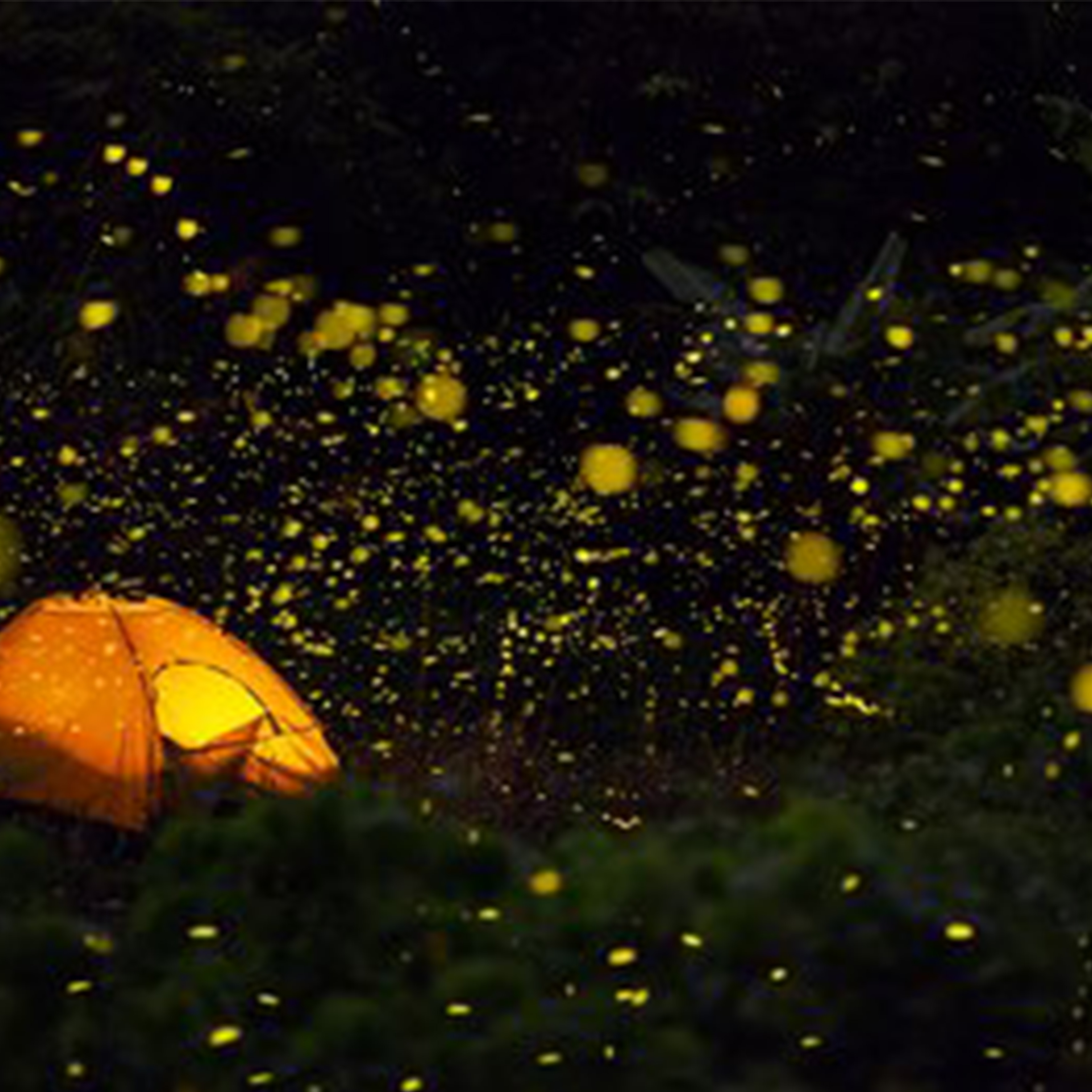 萤火虫的倒影钢琴谱