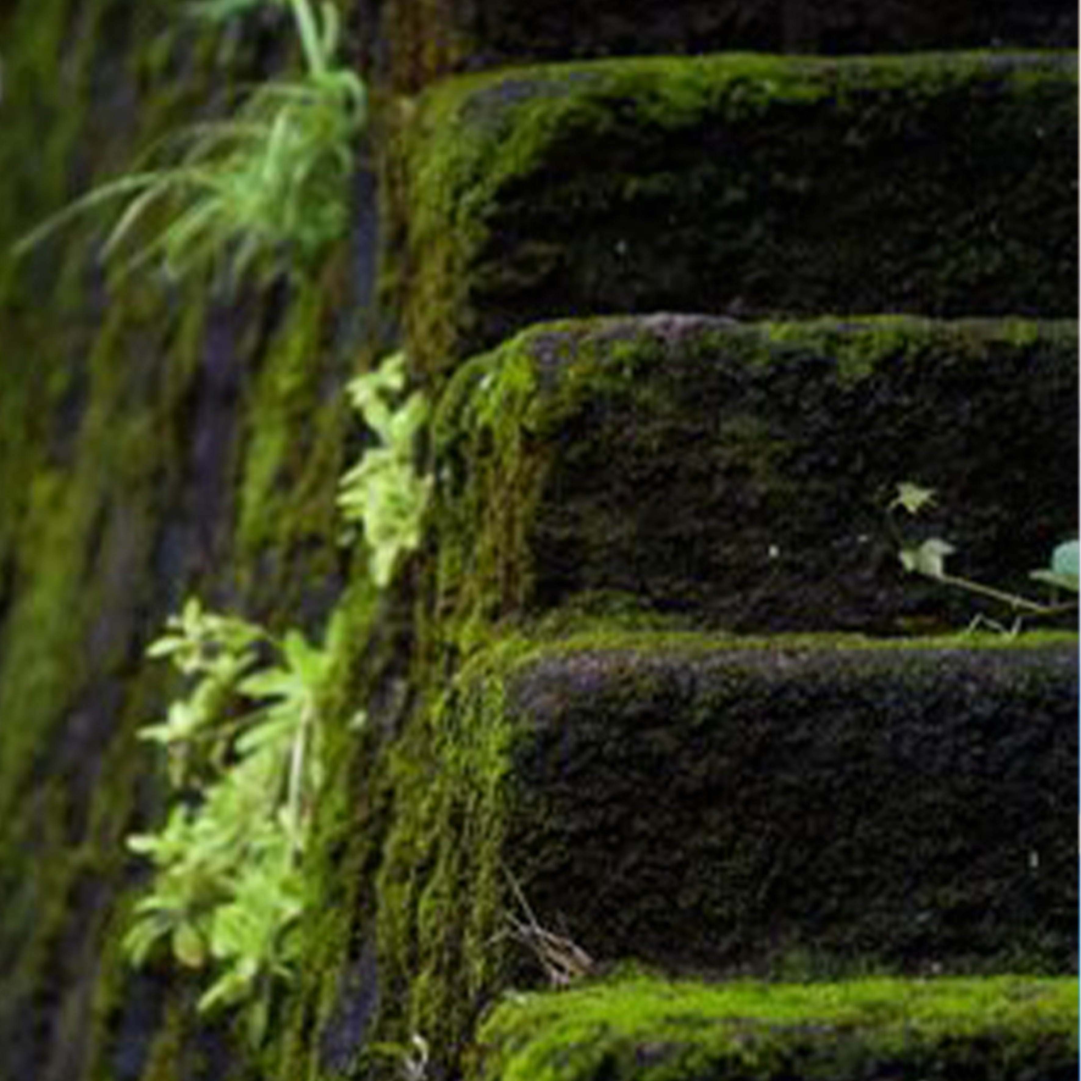苔庭雨踪钢琴谱