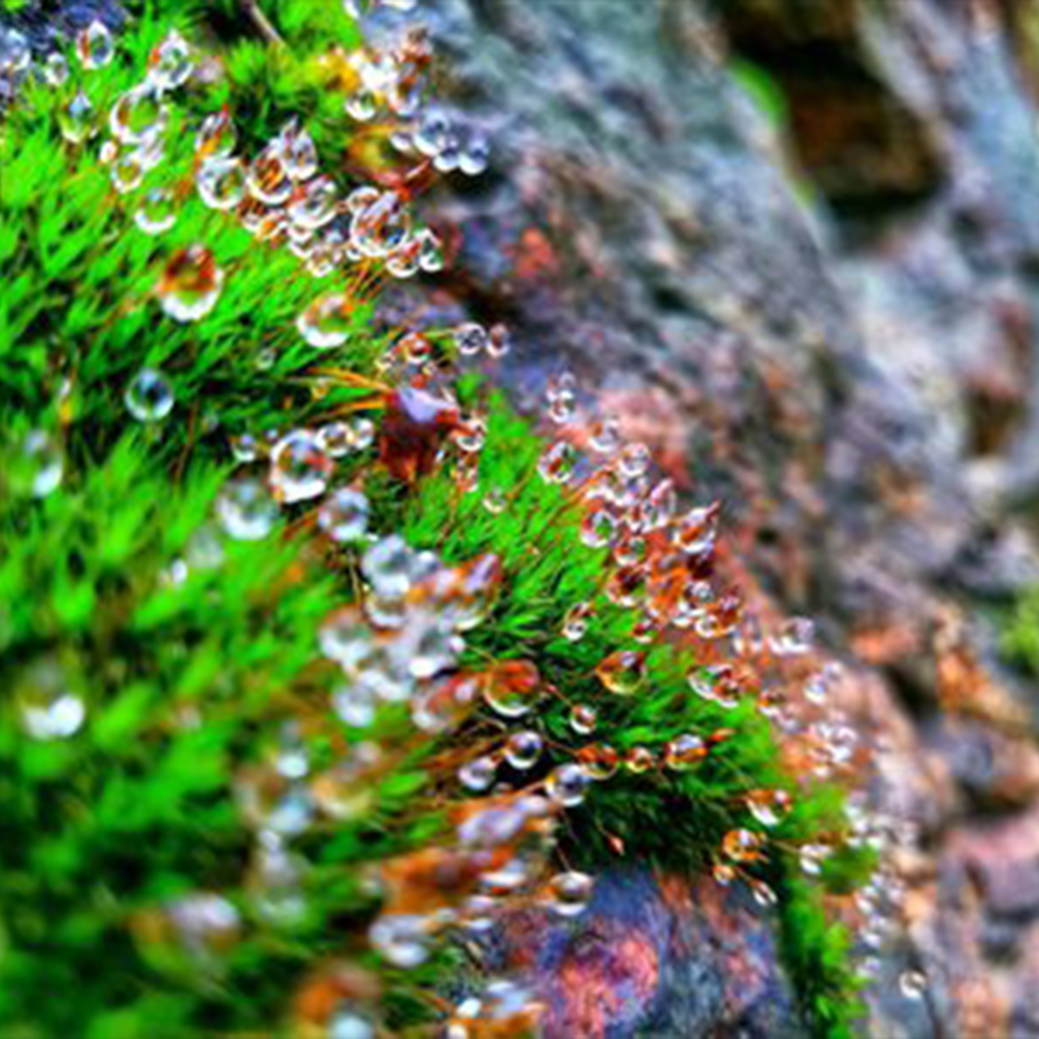 苔庭雨踪钢琴谱