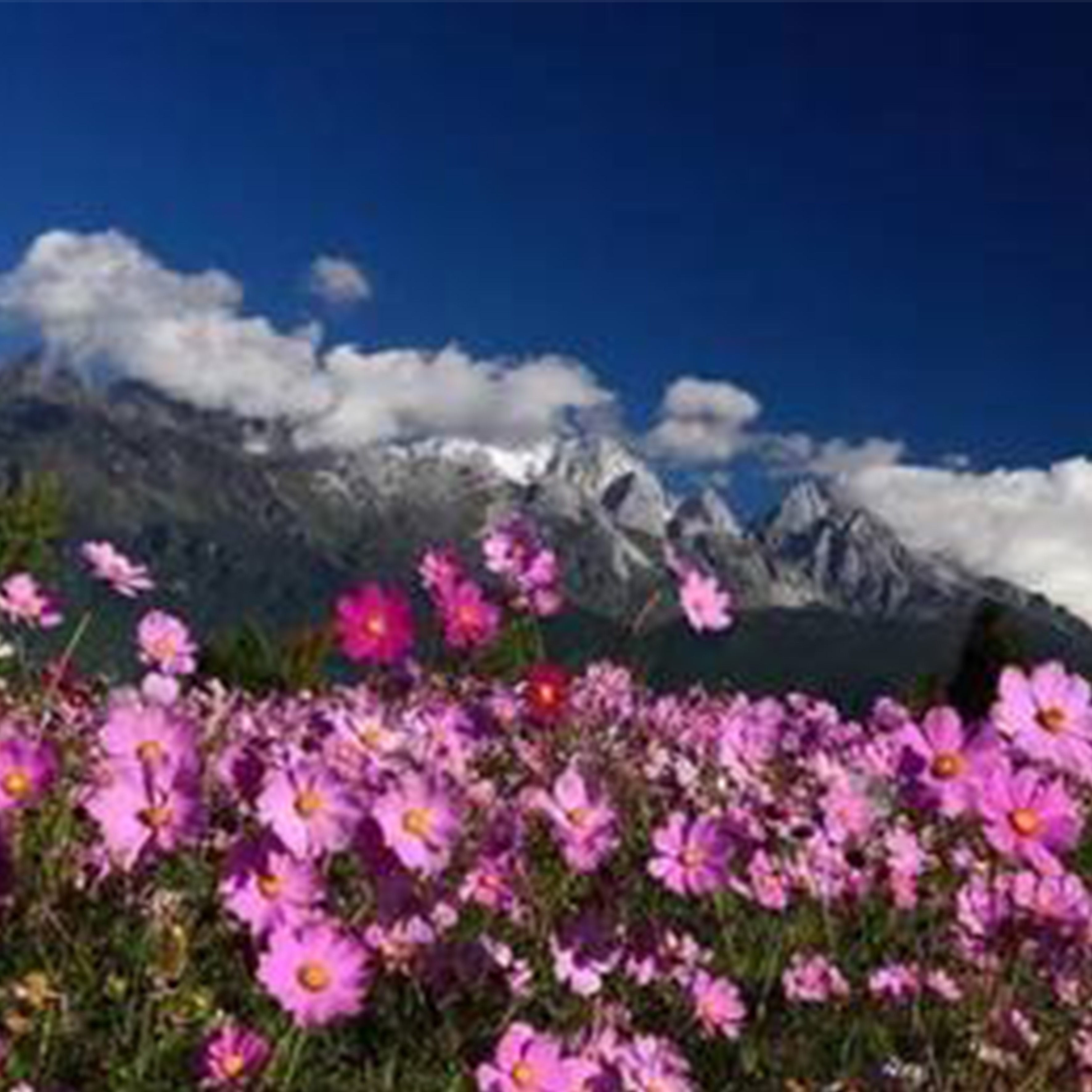 最美的花季钢琴谱