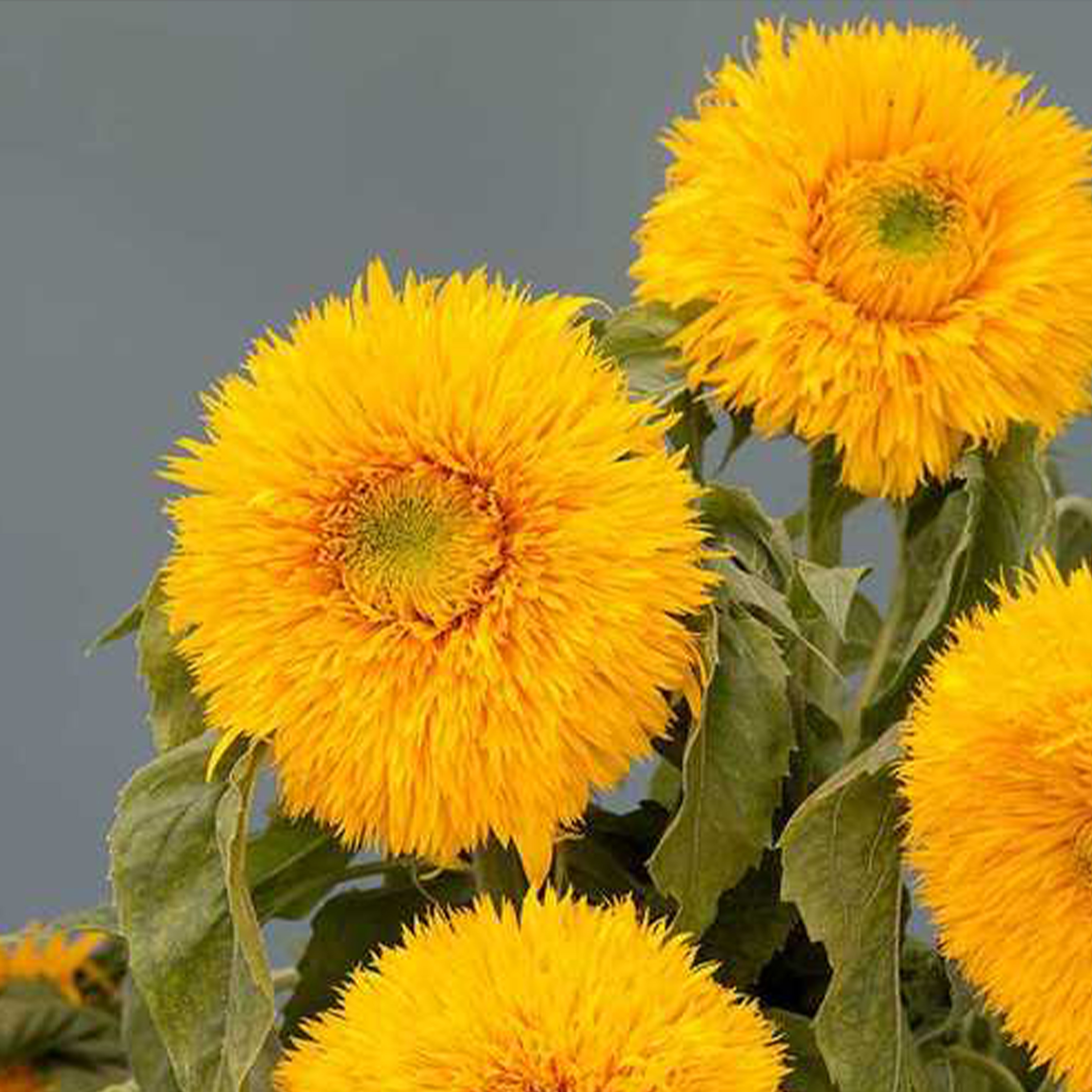 Je Fais de Toi Mon Essentiel钢琴谱