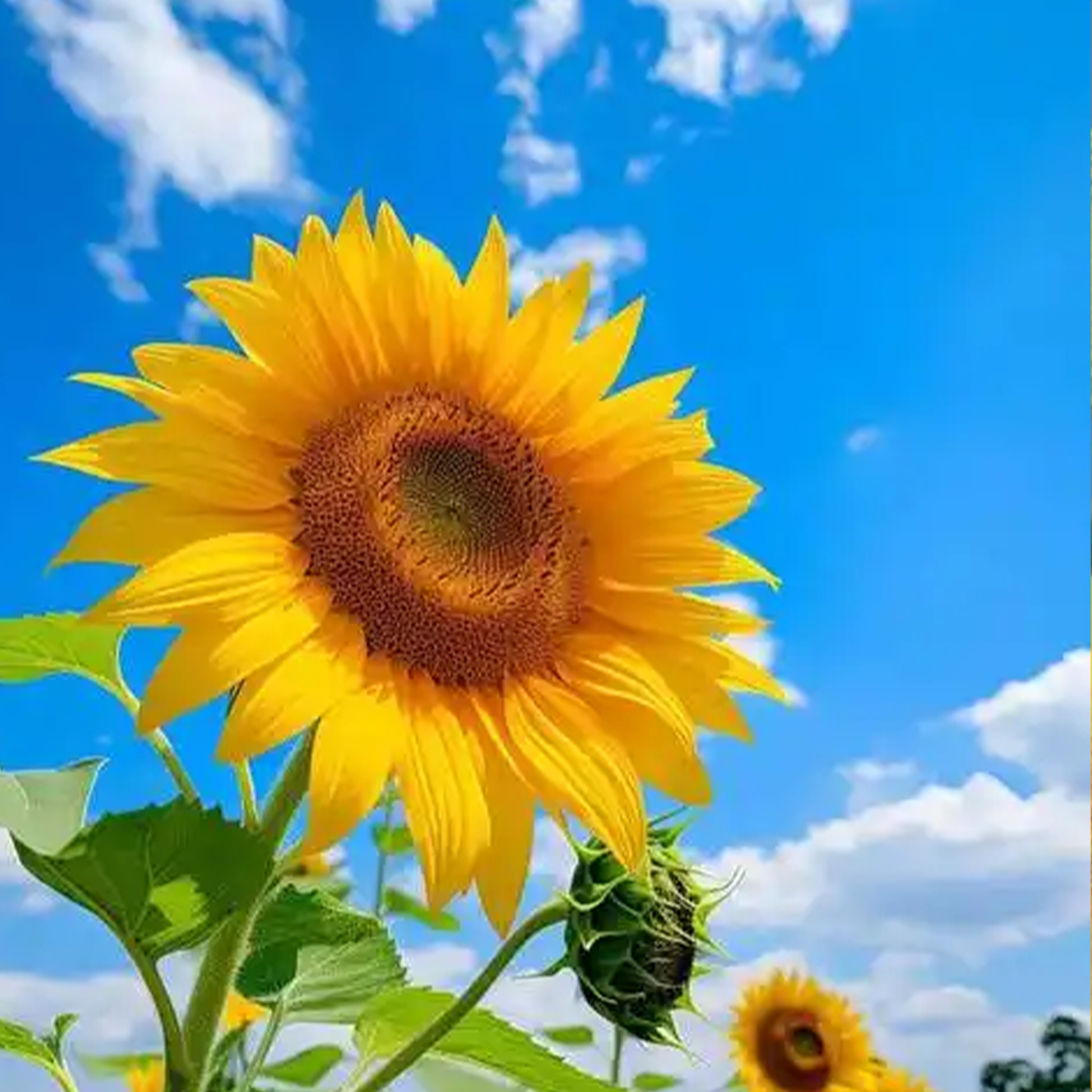 Je Fais de Toi Mon Essentiel钢琴谱